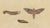 Brodtmann, Deaths-Head Hawkmoth and Caterpillars, 1816, Lithograph For Sale - Image 4 of 9