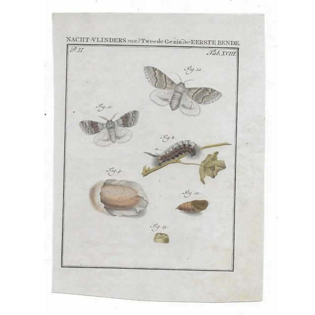Traditional 1762 Dutch Moth Insect Engravings - Set of Four For Sale - Image 3 of 5