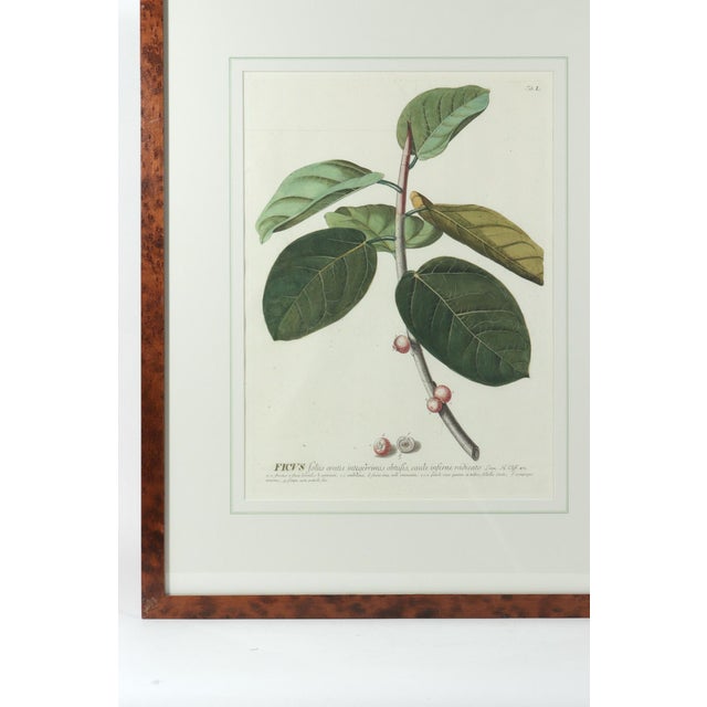 18th-Century Exotic Botanical Prints From Plantae Selectae by Georg Ehret For Sale - Image 16 of 18