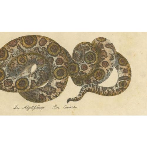 Karl Joseph Brodtmann, Boa Constrictor Snake, 1816, Lithograph For Sale - Image 6 of 9
