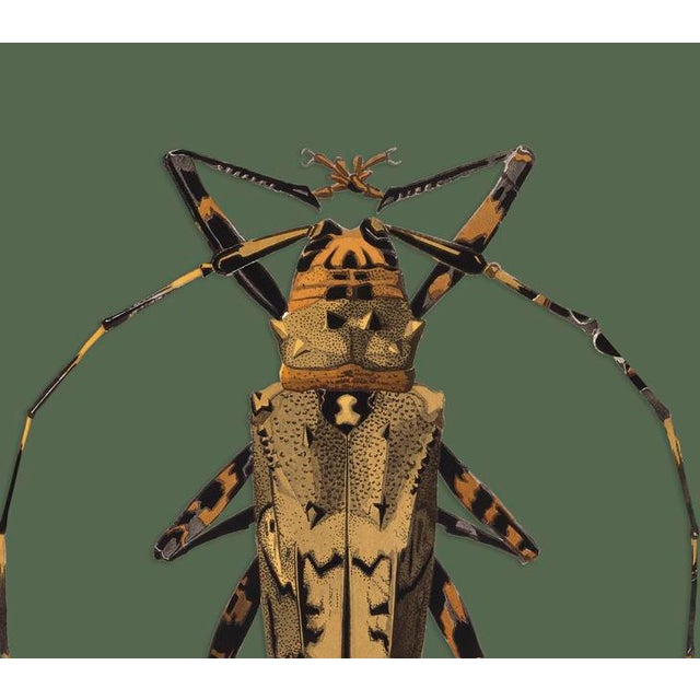 The series was produced by CFA editions from original pochior prints by E.A. Seguy. The series of insects that Seguy...