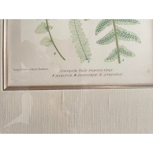 English Vintage Henry Bradbury Nature Fern Print Framed For Sale - Image 3 of 9