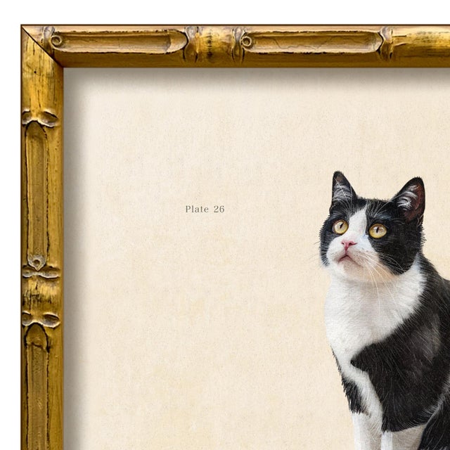 Various Artists Reproduction Art Print of Vintage “Le Chat" Illustration (Cat 4), Framed For Sale - Image 4 of 4
