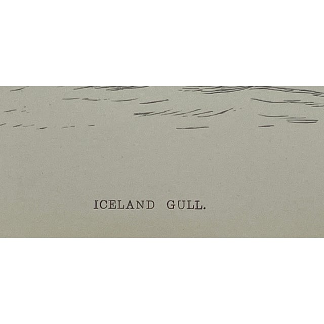 Antique Hand Tined Bird Print From England Featuring a Grey & White Iceland Gull - Circa 1888 For Sale - Image 10 of 12