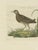 Sepp & Nozeman, Bird Illustration of the Spotted Crake, 1809, Print For Sale - Image 3 of 5