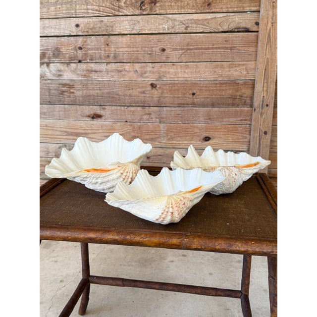 Organic Modern Coastal Clam Shell Vessel For Sale - Image 10 of 12