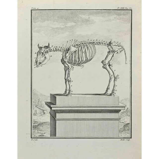 Skeleton is an etching realized by Jean Gullaume Moitte in 1771. The artwork Belongs to the suite "Natural, general and...