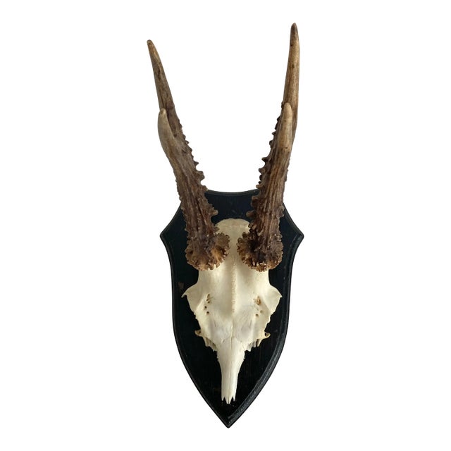 Vintage German Roe Deer Antlers For Sale