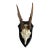 Vintage German Roe Deer Antlers For Sale