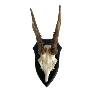 Vintage German Roe Deer Antlers
