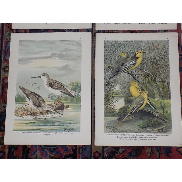 Antique 19th Century Large Folio Bird Lithographs - Set of 12 For Sale In Cincinnati - Image 6 of 9
