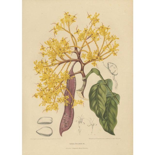 Berthe Hoola van Nooten, Yellow Saraca, 1880, Chromolithograph For Sale - Image 3 of 9