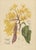 Berthe Hoola van Nooten, Yellow Saraca, 1880, Chromolithograph For Sale - Image 3 of 9