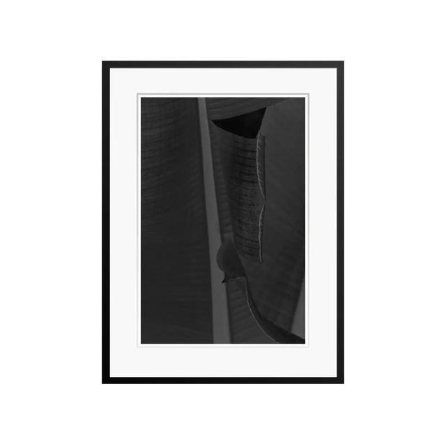 Stuart Möller, Black Leaf, 2020, Black and White Photograph For Sale