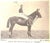 "Modern Polo" Miller, Lieut. Colonel e.d., c.b.e., d.s.o. For Sale - Image 10 of 12