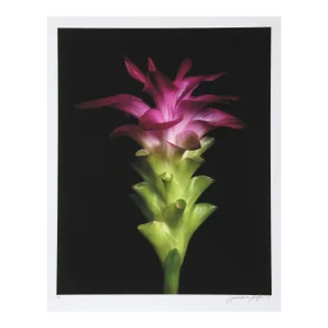 Bright Green and Purple, Jonathan Singer, Photography