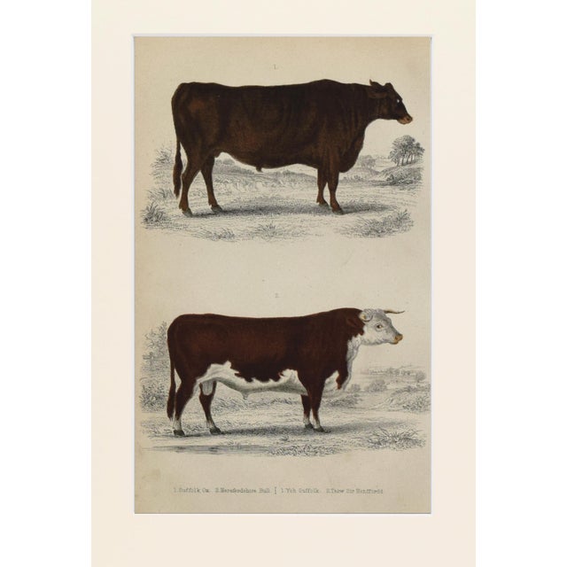 Farmhouse 19th Century English Handcolored Cattle / Cow Engraving by Goldsmith For Sale - Image 3 of 5