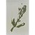 A refined collection of four original botanical abstractions by Diane Grant, this series explores the intersection of...