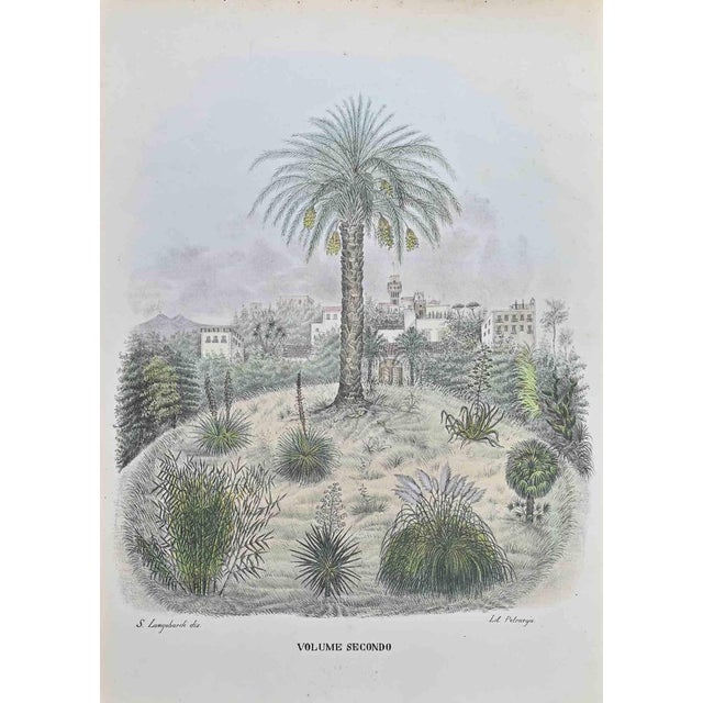 Vincenzo Tenore, Botanical Garden, Lithograph, 1870s For Sale