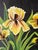 Beautiful, striking original oil painting of vibrant, frilly yellow irises on a black background. The contrast between the...