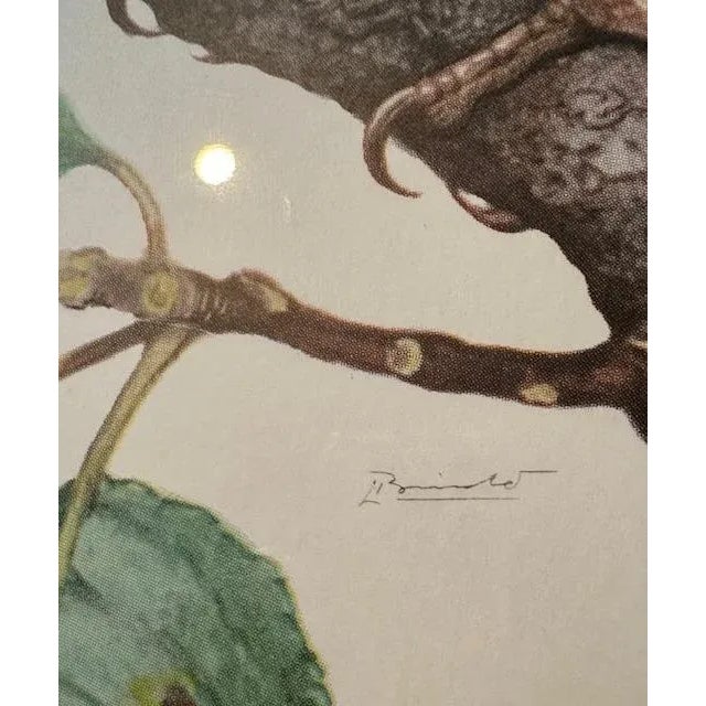 1970s Vintage Framed Grosbeak Bird Print, School Teaching Poster For Sale - Image 5 of 6