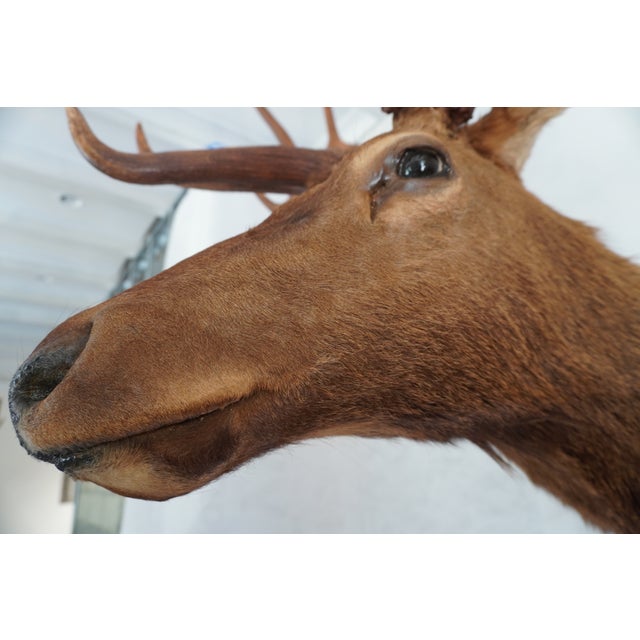 Elk 13 Point Mount Head and Bust For Sale - Image 9 of 18