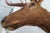 Elk 13 Point Mount Head and Bust For Sale - Image 9 of 18