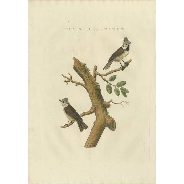 Sepp & Nozeman, European Crested Tit, 1829, Paper For Sale