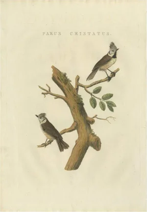 Sepp & Nozeman, European Crested Tit, 1829, Paper