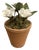 Vintage Petite Potted French Porcelain Bisque & Tole White Gardenia Flower / Floral Arrangement in Terracotta Pot For Sale