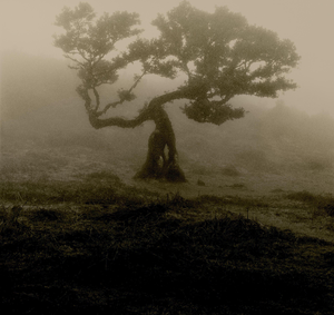 Ugne Pouwell, Laurisilva of Madeira, 2026, Photography, Limited 10