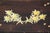 Edelweiss Decor Wood Jewelry Box, 1970s For Sale - Image 11 of 17