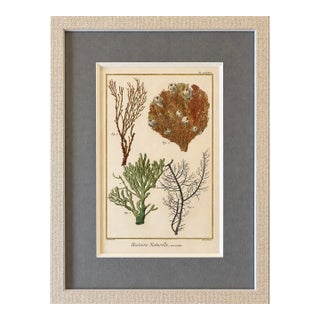 Coral & Marine Sea Fans Original Natural History Engraving – Framed Coastal Art, Circa 1751 For Sale