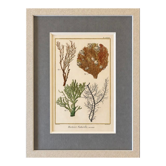 Coral & Marine Sea Fans Original Natural History Engraving – Framed Coastal Art, Circa 1751 For Sale