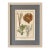Coral & Marine Sea Fans Original Natural History Engraving – Framed Coastal Art, Circa 1751 For Sale