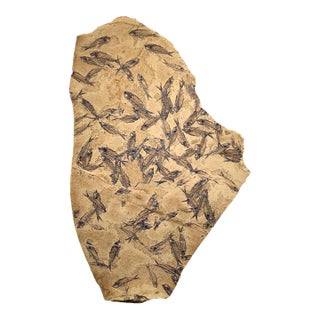 Fossil Fish Mural 7774am For Sale