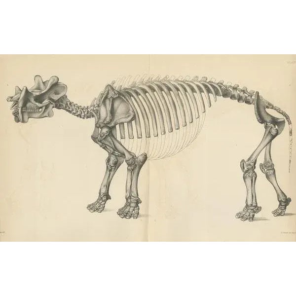 Antique print titled 'Dinoceras Mirabile'. Original lithograph of a Dinoceras Mirabile, an extinct genus of herbivorous...