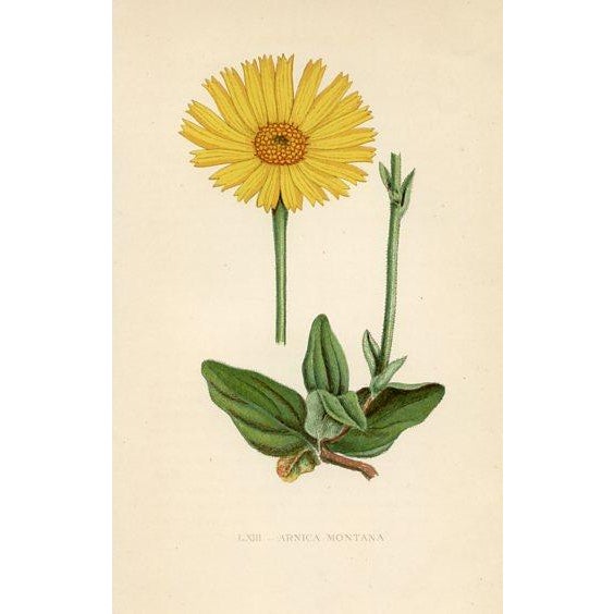 1890s, Edelweiss Botanical Print, Flora of the Alps, Set of 4, Antique Botanical Prints, Lithographs, England For Sale - Image 4 of 5
