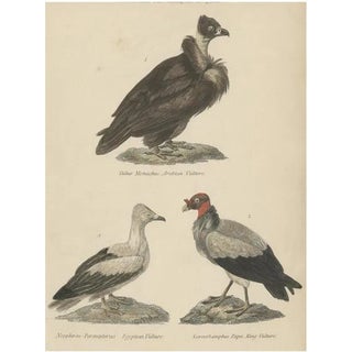 Arabian Vulture, 1860, Paper For Sale