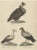 Arabian Vulture, 1860, Paper For Sale