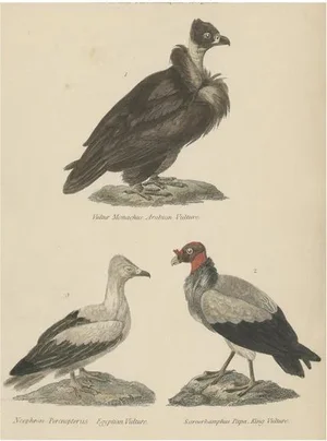 Arabian Vulture, 1860, Paper