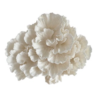 Natural White Poca Coral Specimen For Sale