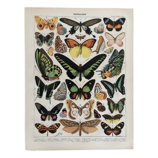 Chart with Exotic Butterflies by Adolphe Millot, 1900 For Sale