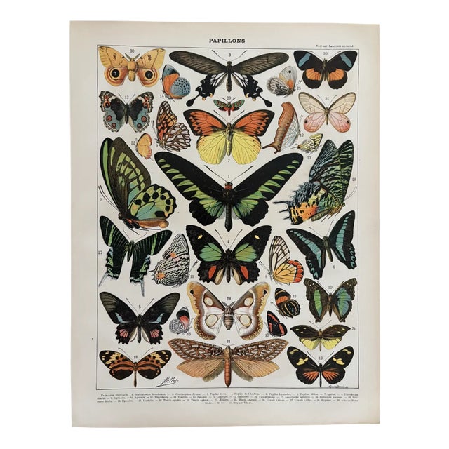 Chart with Exotic Butterflies by Adolphe Millot, 1900 For Sale