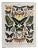 Chart with Exotic Butterflies by Adolphe Millot, 1900 For Sale