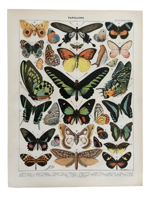 Chart with Exotic Butterflies by Adolphe Millot, 1900