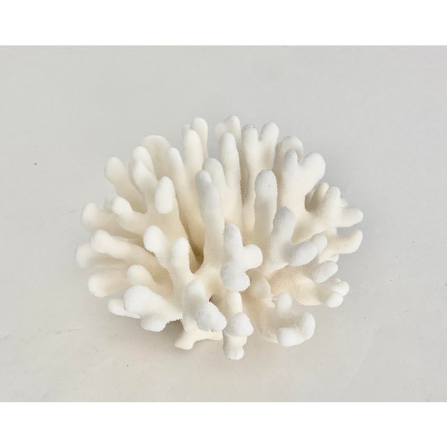 Shell Natural Pacific Elkhorn Coral Specimen For Sale - Image 7 of 7