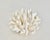Shell Natural Pacific Elkhorn Coral Specimen For Sale - Image 7 of 7