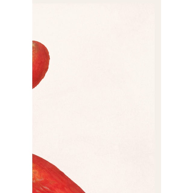Scarlet Ibis With an Egg, Vintage Art Print Reproduction, 20" X 30" For Sale - Image 4 of 12