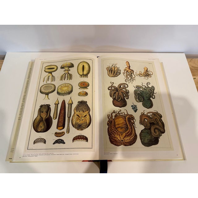 White Early 1930s Taschen Alberts Seba Cabinet of Natural Curiosities For Sale - Image 8 of 9